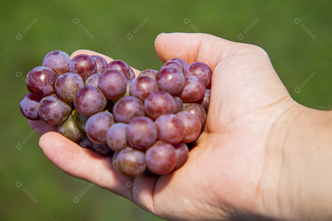 Mãos de pessoas segurando cacho de uvas frescas