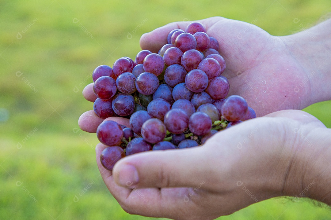 Mãos de pessoas segurando cacho de uvas frescas