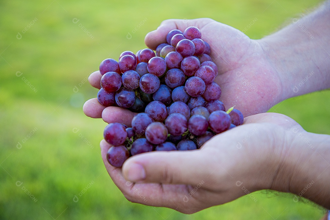 Mãos de pessoas segurando cacho de uvas frescas
