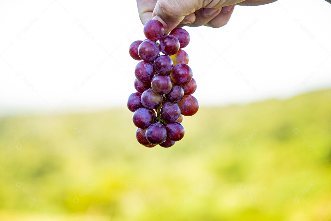 Mãos de pessoas segurando cacho de uvas frescas