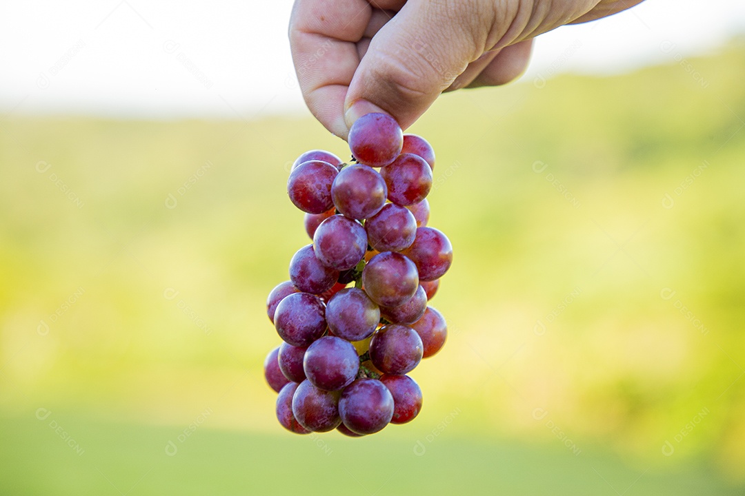 Mãos de pessoas segurando cacho de uvas frescas