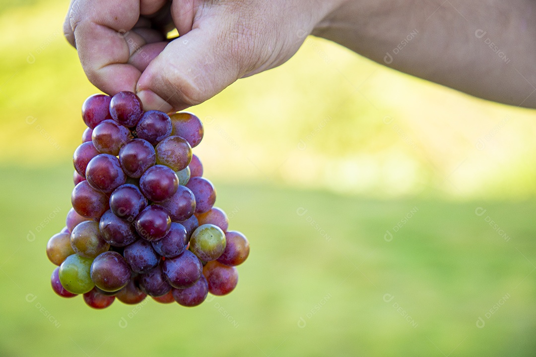 Mãos de pessoas segurando cacho de uvas frescas