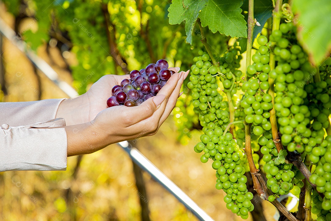Mãos de pessoas segurando cacho de uvas frescas