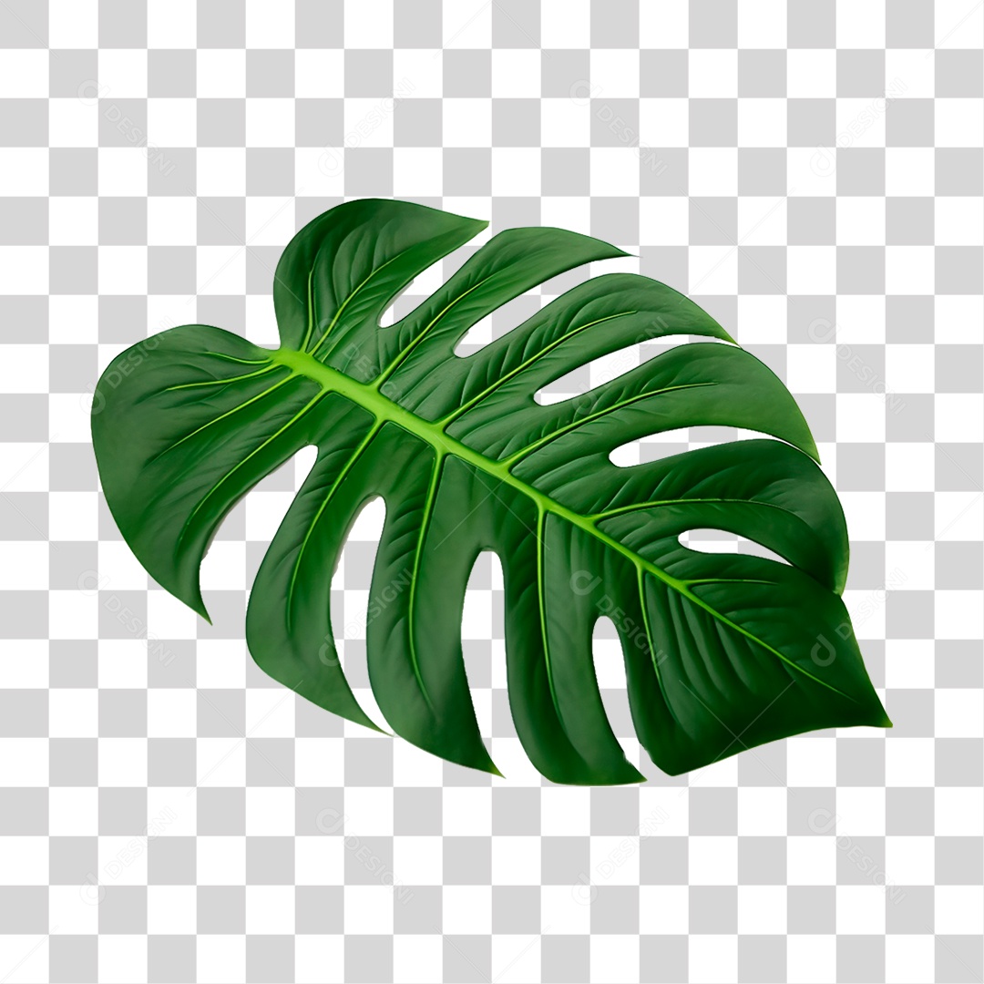 Folha Costela PNG Transparente