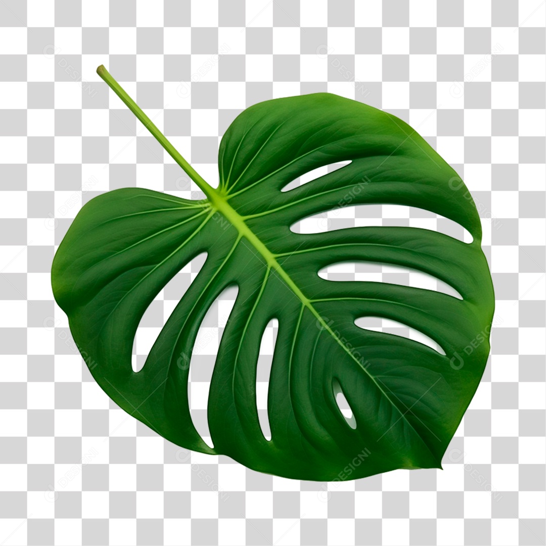 Folha Costela PNG Transparente