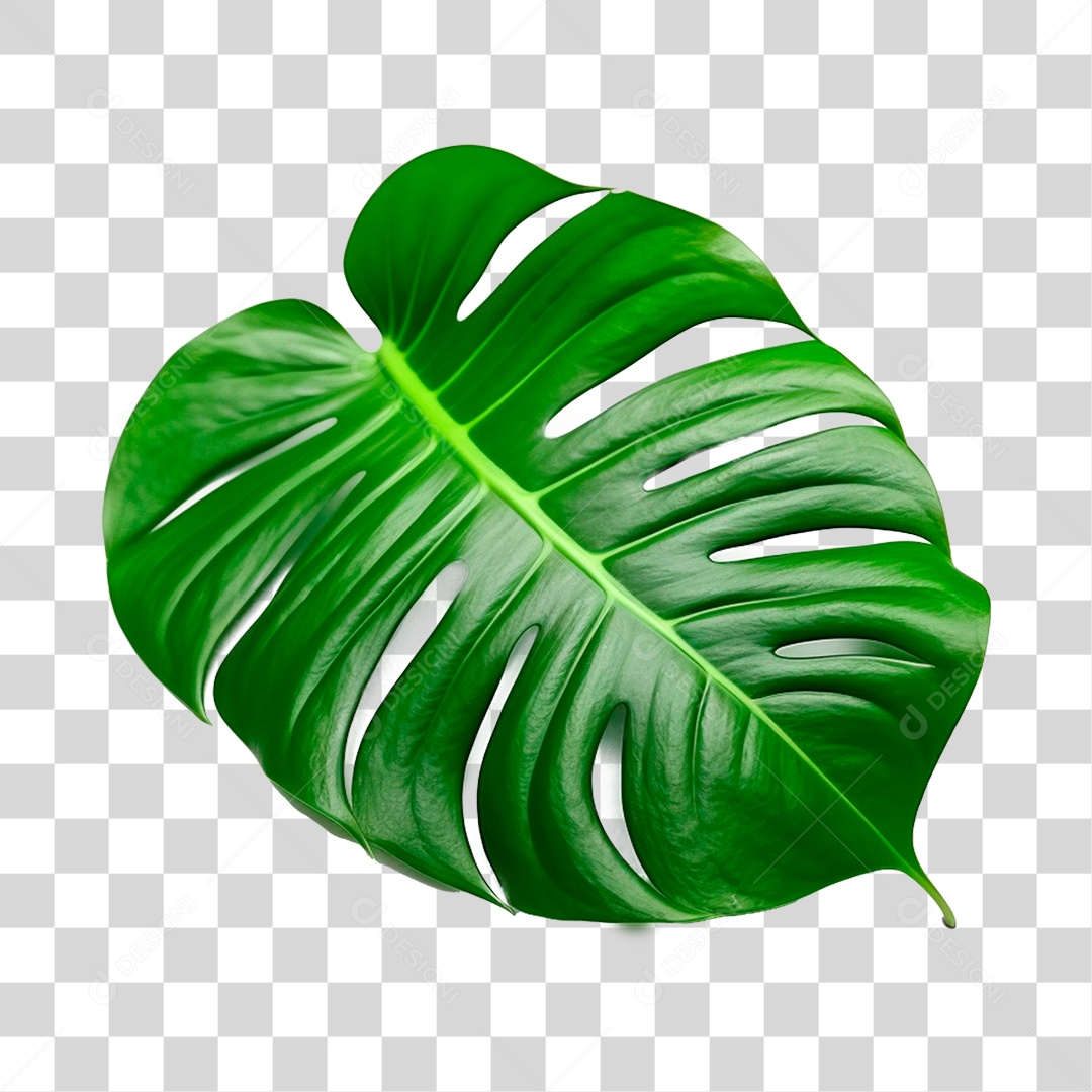 Folha Costela PNG Transparente