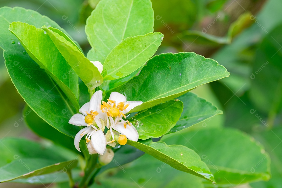 Flores frescas de limão com gota dágua na manhã, flor de limão na árvore entre folhas verdes fundo desfocado