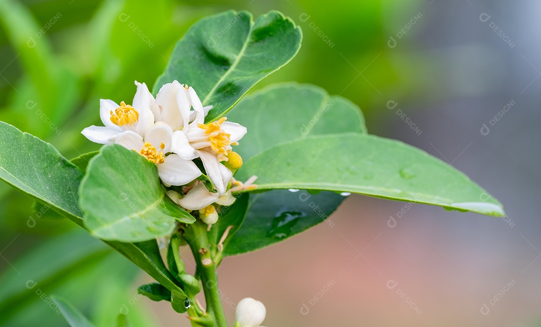 Flores frescas de limão com gota dágua na manhã, flor de limão na árvore entre folhas verdes fundo desfocado