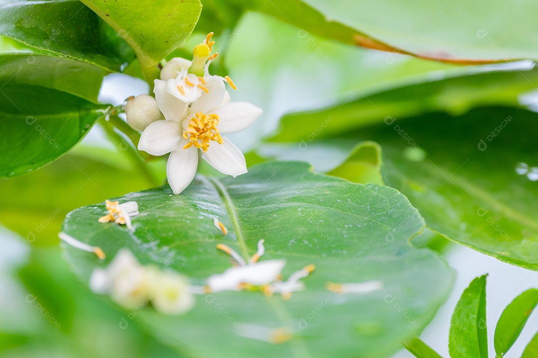 Flores frescas de limão com gota dágua na manhã, flor de limão na árvore entre folhas verdes fundo desfocado