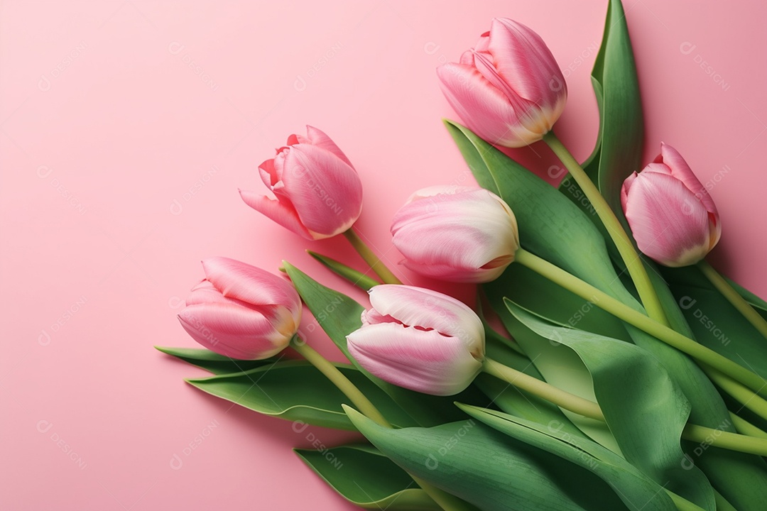 Lindas flores tulipas da primavera em fundo rosa visão ampla