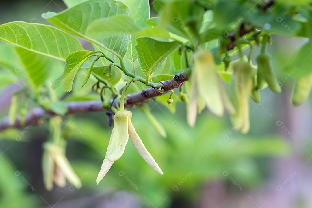 Flores frescas de limão com gota dágua na manhã, flor de limão na árvore entre folhas verdes fundo desfocado