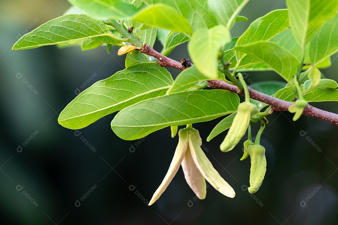 Flores frescas de limão com gota dágua na manhã, flor de limão na árvore entre folhas verdes fundo desfocado