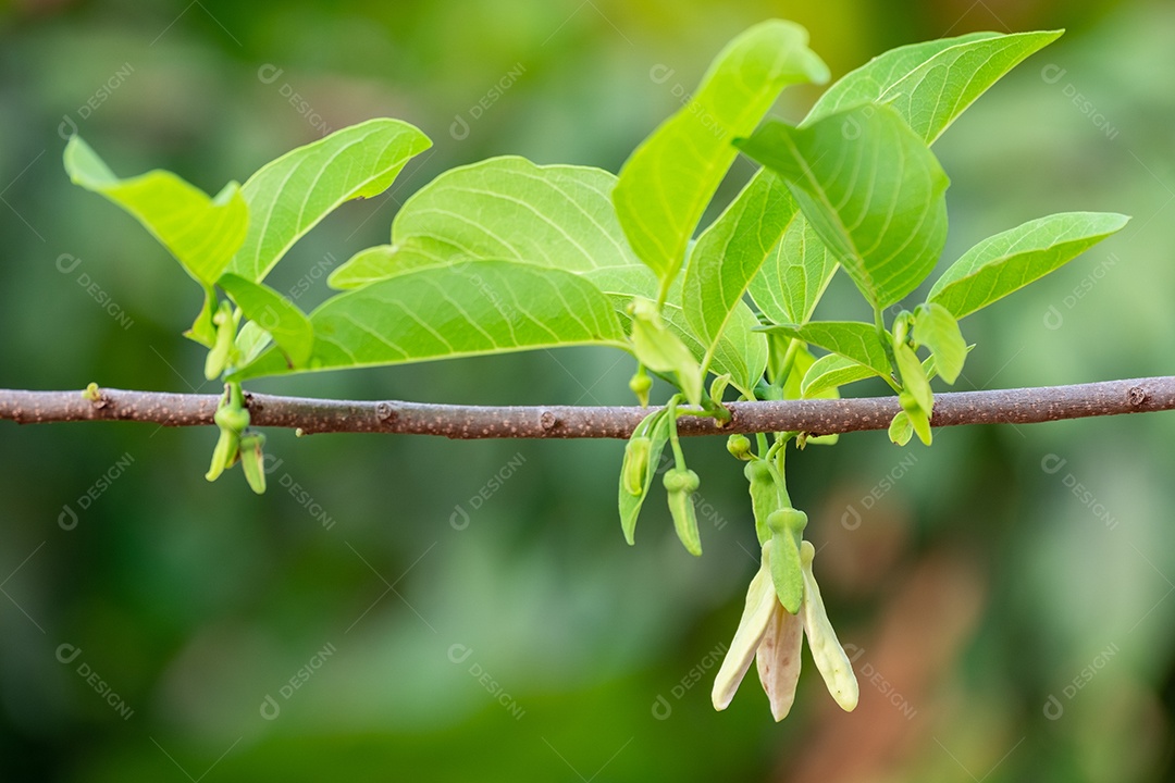 Flores frescas de limão com gota dágua na manhã, flor de limão na árvore entre folhas verdes fundo desfocado