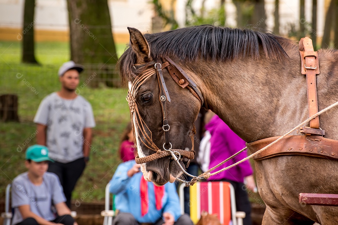 Cavalo passando em desfile do dia 20 de setembro no Sul do Brasil