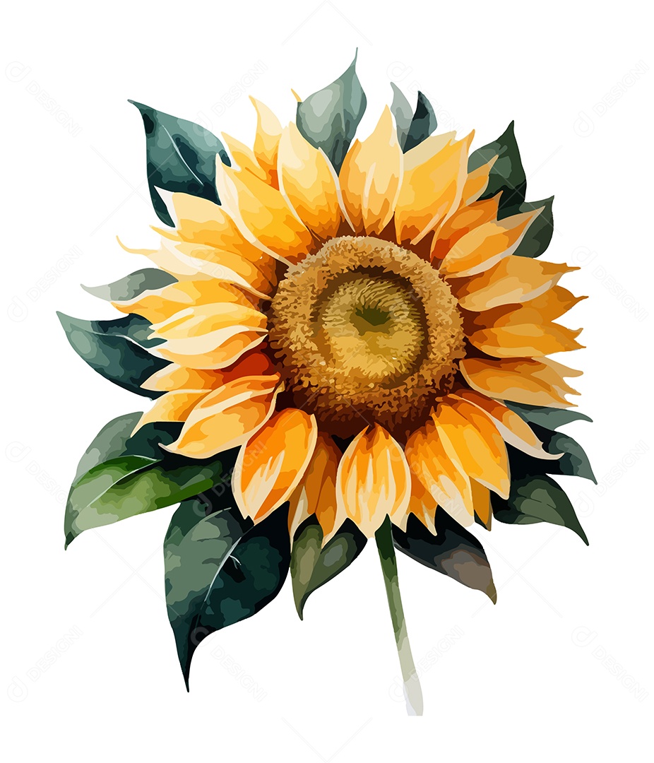 Desenho De Flor Girassol Em Aquarela Desenhada Á Mão Vetor EPS