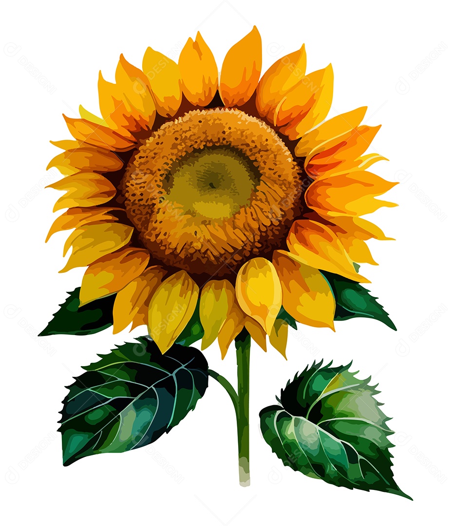 Desenho De Flor Girassol Em Aquarela Desenhada Á Mão Vetor EPS