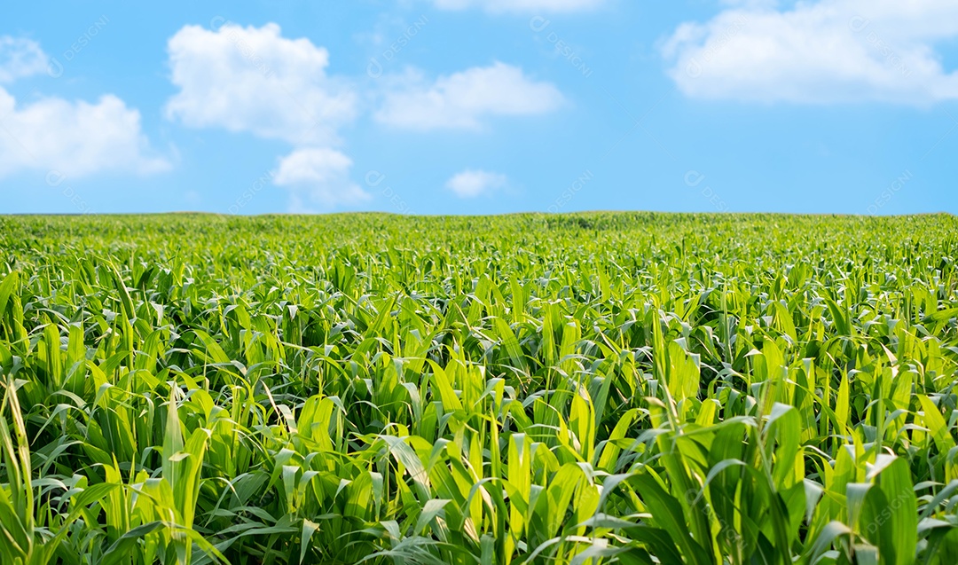 Campo de milho verde com céu azul e dia ensolarado, jovem milho para design gráfico, cartaz