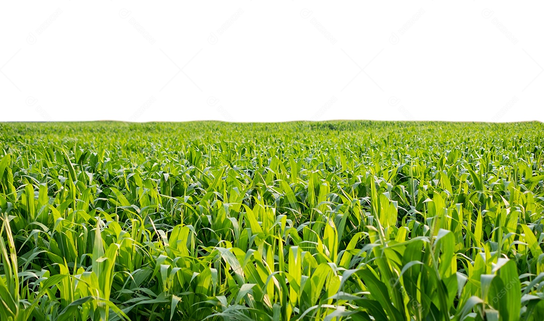 Campo de milho verde com céu azul e dia ensolarado, jovem milho para design gráfico, cartaz