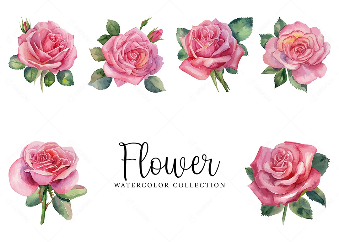 Conjunto De Flores Rosa Em Aquarela Desenhada Á Mão Vetor EPS