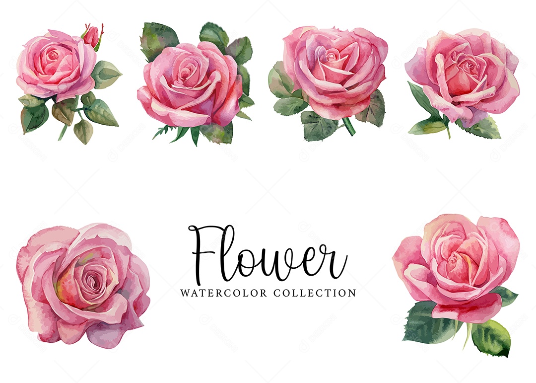 Conjunto De Flores Rosa Em Aquarela Desenhada Á Mão Vetor EPS