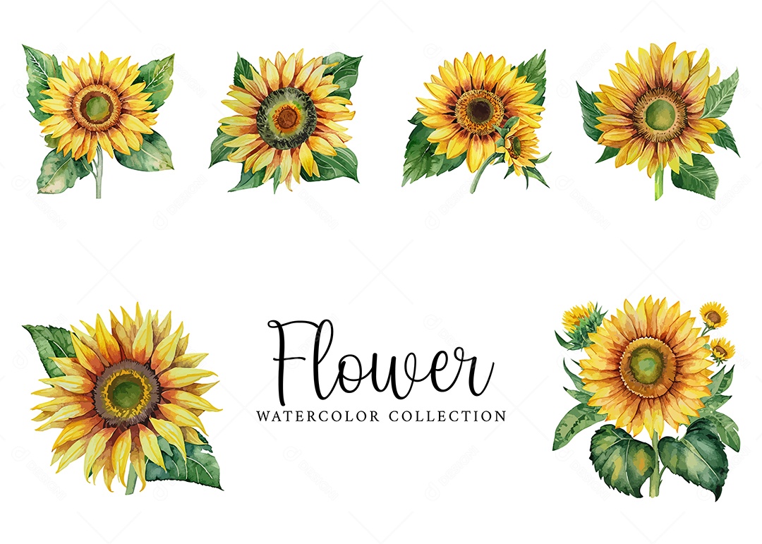 Conjunto De Flores Girassol Em Aquarela Desenhada Á Mão Vetor EPS