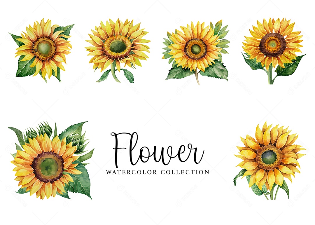 Conjunto De Flores Girassol Em Aquarela Desenhada Á Mão Vetor EPS
