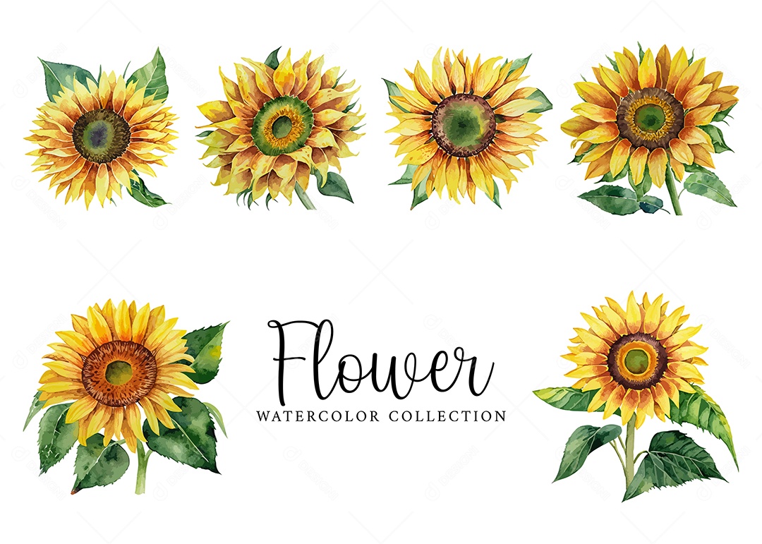 Conjunto De Flores Girassol Em Aquarela Desenhada Á Mão Vetor EPS