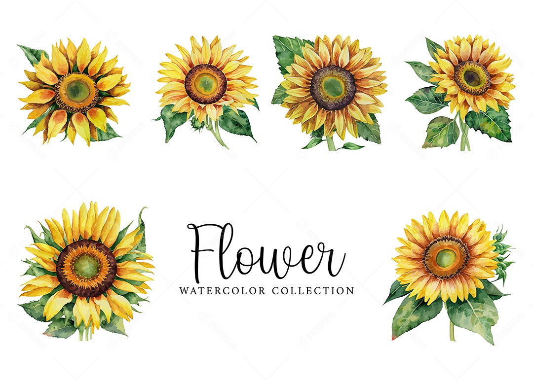 Conjunto De Girassol Em Aquarela Desenhada Á Mão Vetor EPS