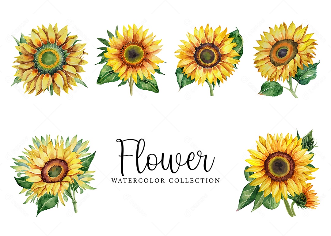 Conjunto De Girassol Em Aquarela Desenhada Á Mão Vetor EPS