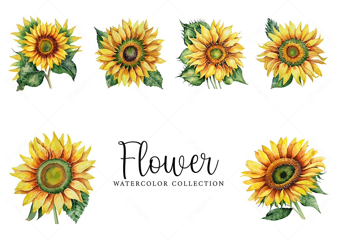 Conjunto De Girassol Em Aquarela Desenhada Á Mão Vetor EPS
