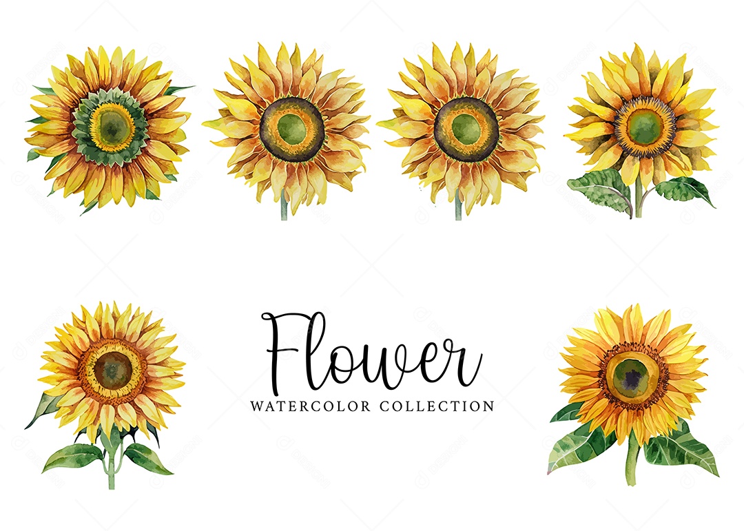 Conjunto De Girassol Em Aquarela Desenhada Á Mão Vetor EPS