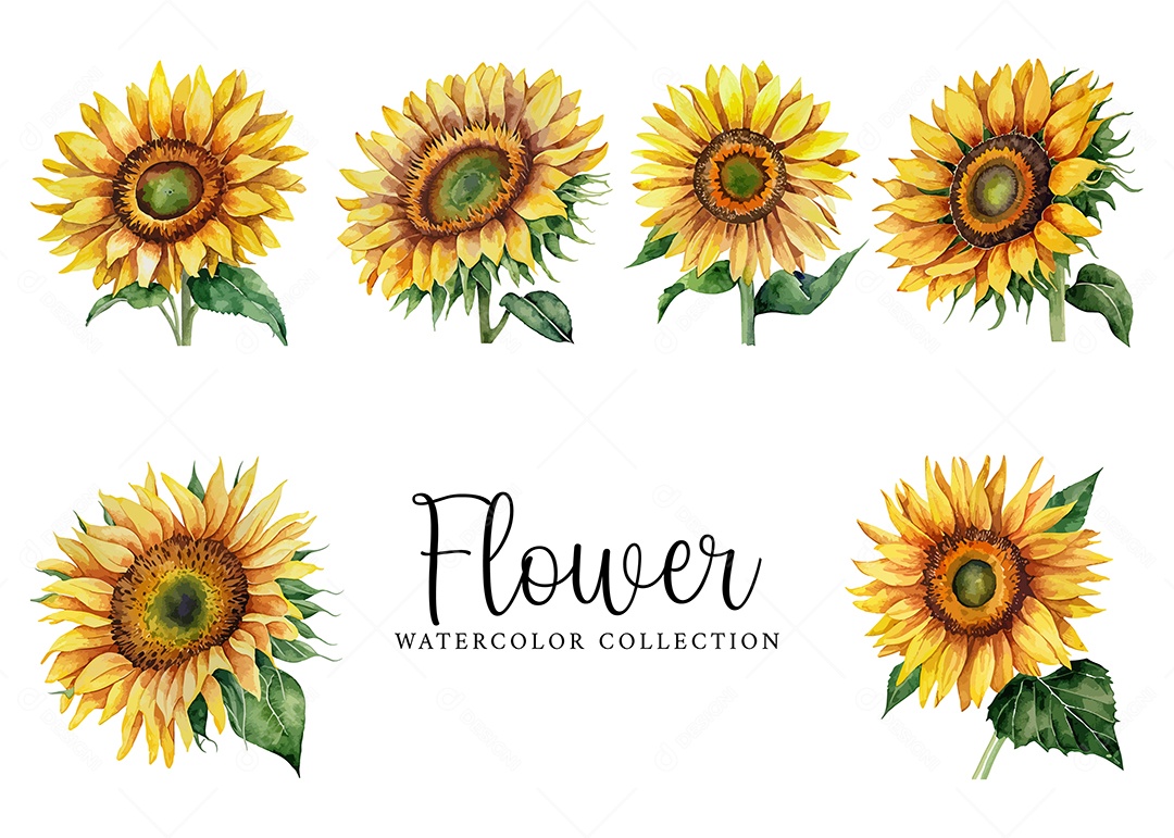 Conjunto De Girassol Em Aquarela Desenhada Á Mão Vetor EPS