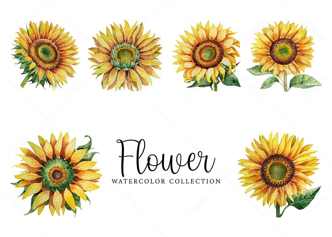 Conjunto De Girassol Em Aquarela Desenhada Á Mão Vetor EPS