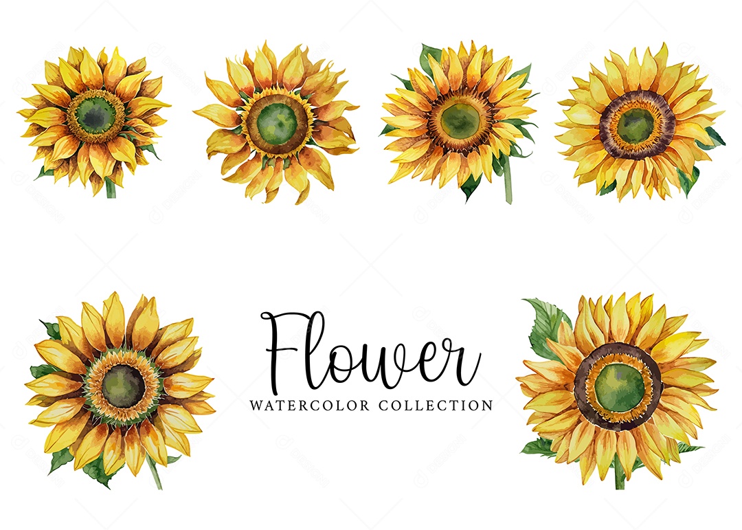 Conjunto De Girassol Em Aquarela Desenhada Á Mão Vetor EPS