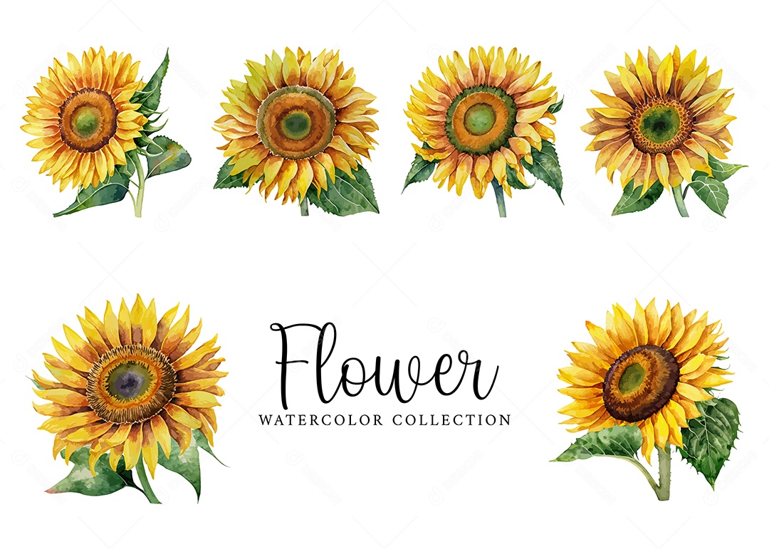 Conjunto De Girassol Em Aquarela Desenhada Á Mão Vetor EPS