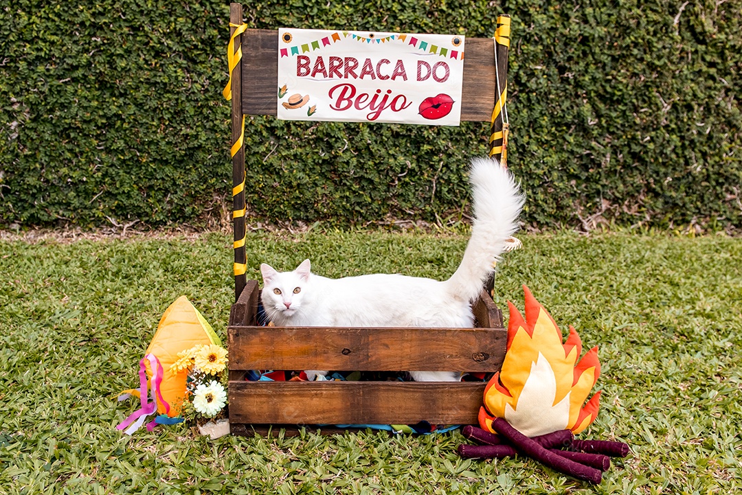 Gato caipira, pet festa junina Barraca do beijo