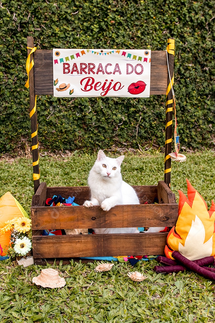 Gato branco caipira, animal festa junina