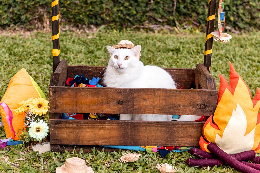 Gato branco com chapéu de palha, festa junina para animais de estimação