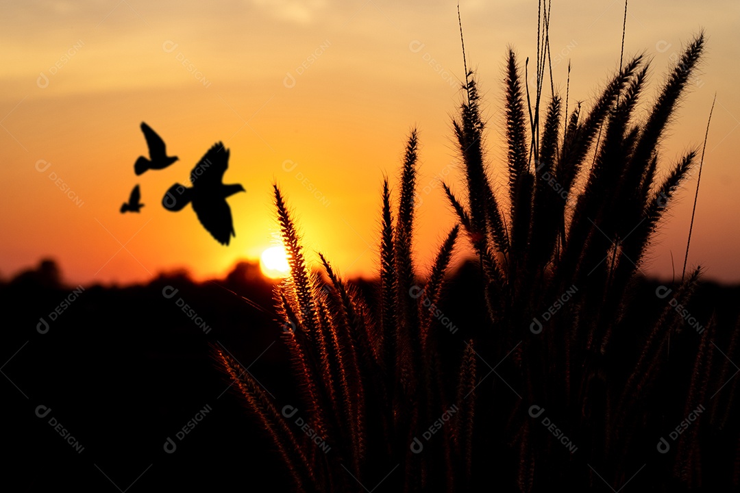 Pôr do sol sobre a floresta com silhuetas de pássaros voadores e fundo laranja desfocado com flor de grama