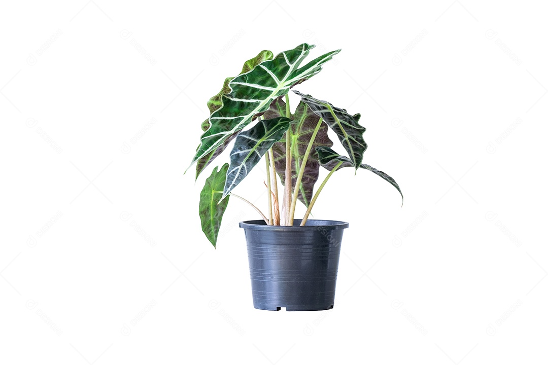 Alocasia sanderiana Bull ou Alocasia Plant em vaso de plástico preto isolado em fundo branco com traçado de recorte inclui.