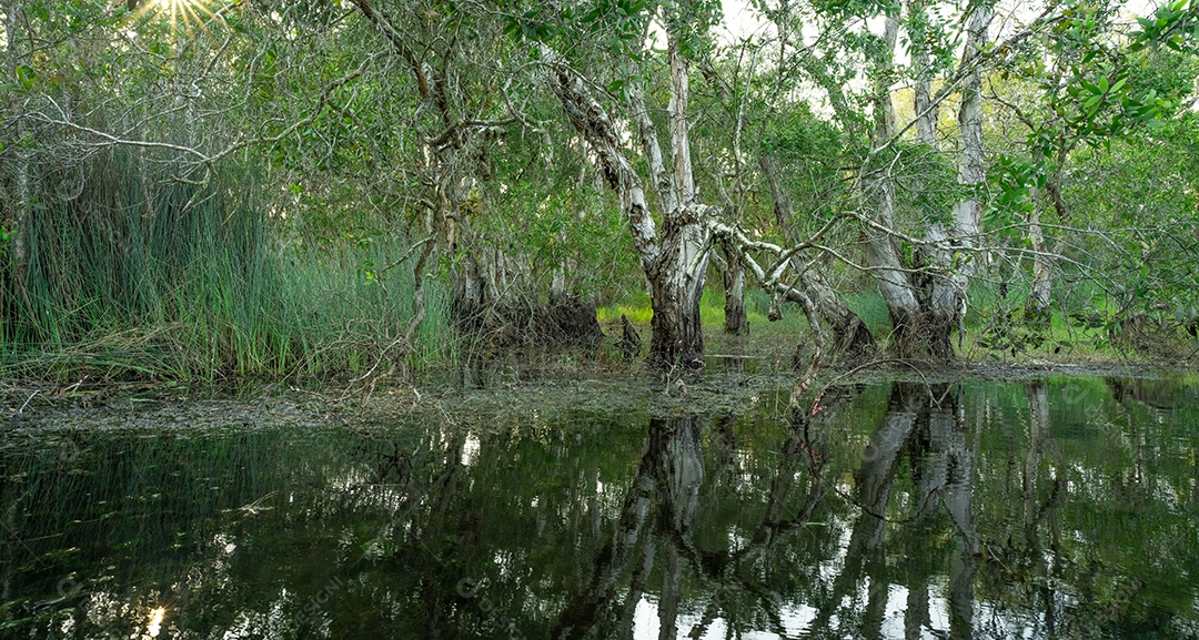 Árvores de samet ou cajepute brancas em florestas pantanosas com reflexos na água