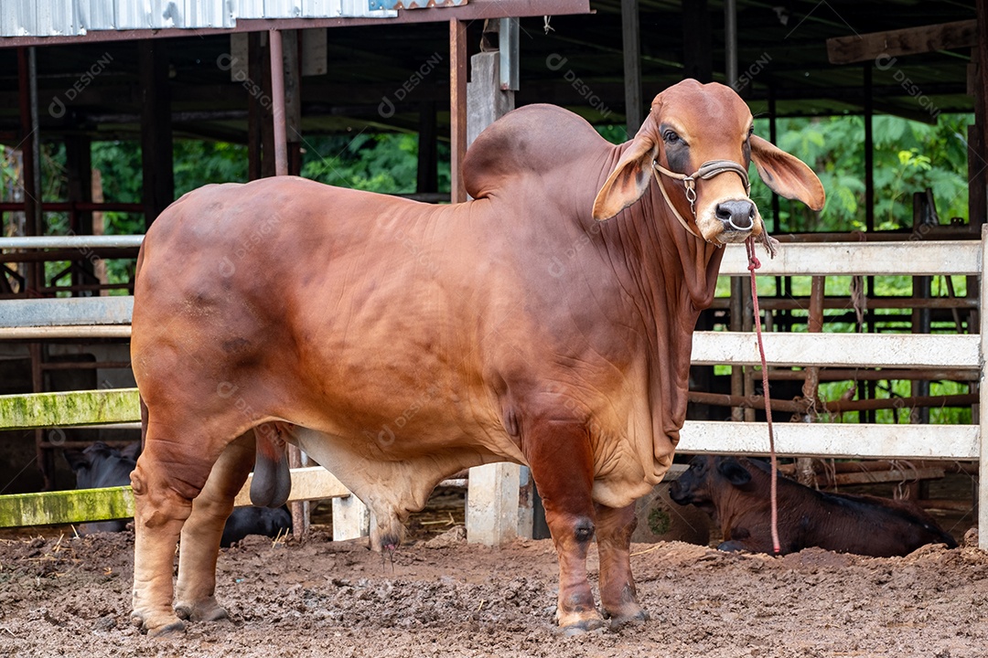 Criador de gado bovino, brahman americano vermelho