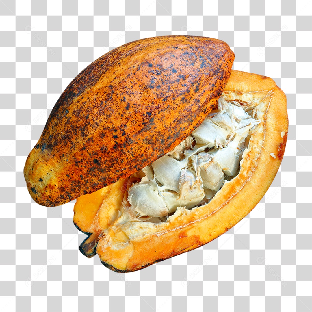 Cacau Fruta Colhida PNG Transparente