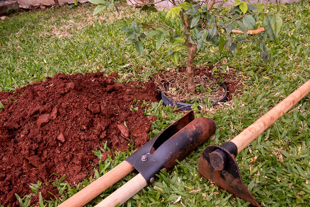 Escavador e enxada ao lado de uma árvore recém-plantada