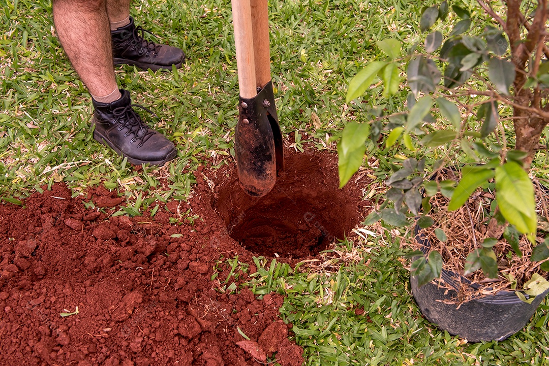 Jardineiro cavando buraco ao lado de mudas de árvores