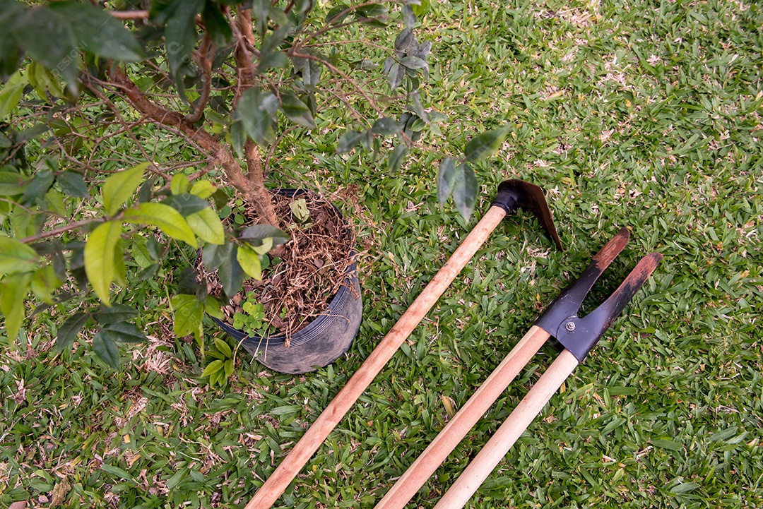 Hoe e Digger ao lado da muda de árvore