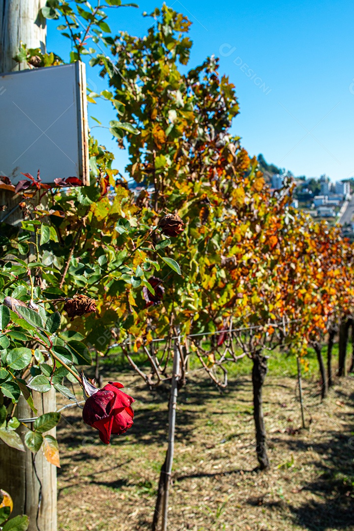Vinícolas e vinhedos em Flores da Cunha e Nova Pádua, Rio Grande do Sul