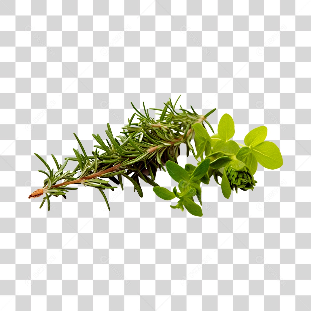 Alecrim Plantas PNG Transparente