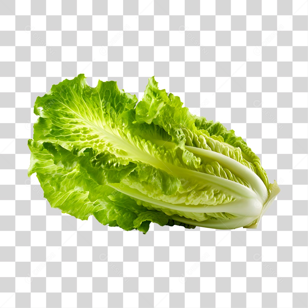 Alface romana fresca PNG Transparente