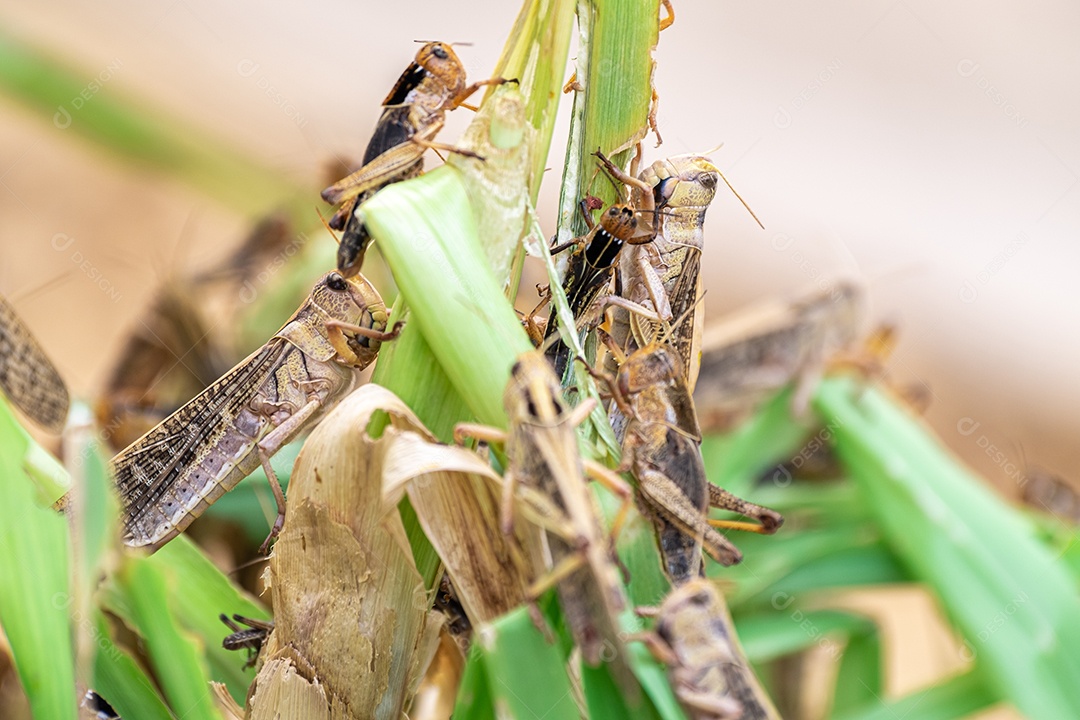 Gafanhoto Patanga comendo uma folha
